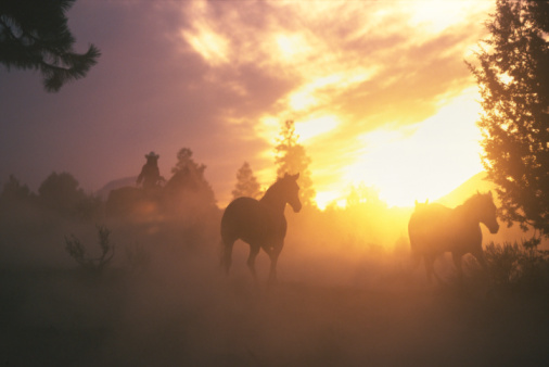 The Psychic Cowgirl