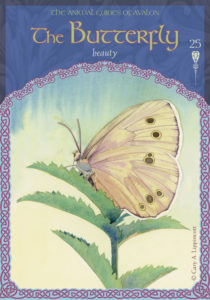 Read more about the article Butterfly